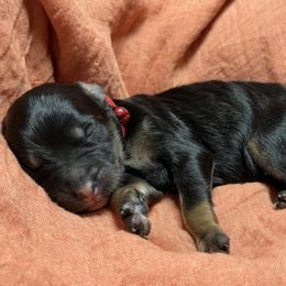 Snickers - Phantom male Bernedoodle puppy in El Campo, Texas from Little Fur Friends Bernedoodles