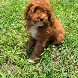 Paige - Red  female Goldendoodle puppy in Cocoa, Florida from The Beach Doodles