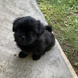 Shih Tzu Puppies from Free Range Shih Tzus