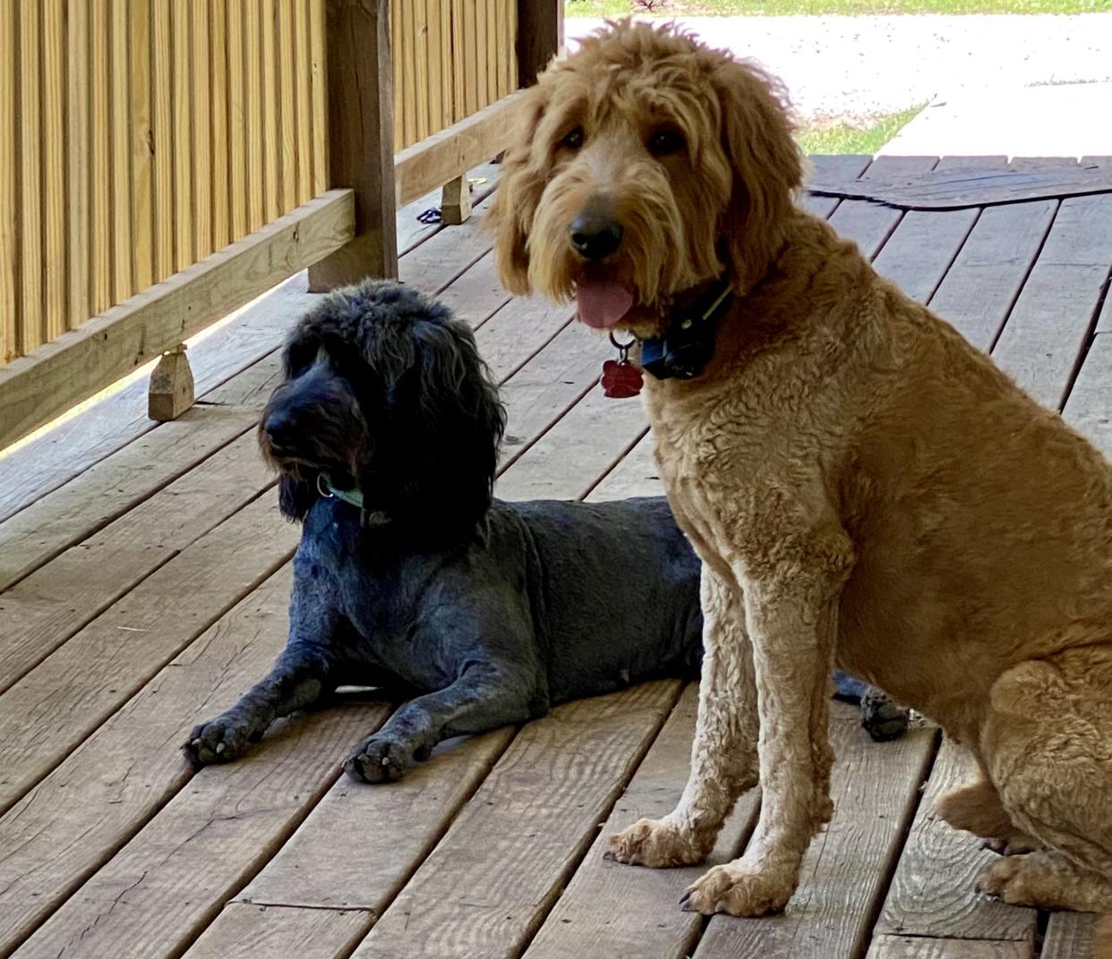 Jami’s Goldendoodles & Poodles in Missouri Goldendoodle puppies