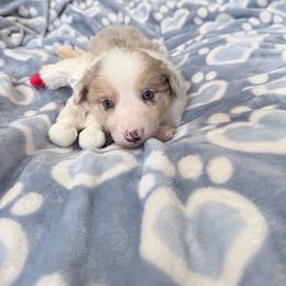 Angel - Gold merle female Border Collie puppy in Guffey, Colorado from Sunset Ridge