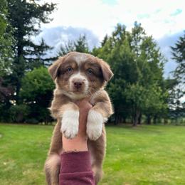 Girl 4 Yellow Collar - Red tri-color female Australian Shepherd puppy in Washington from LIT Australian Shepherds