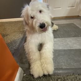 Old English Sheepdog Puppies from Heavinly Blessings Farm Pups - Old English Sheepdog Puppies