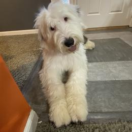 Old English Sheepdog Puppies from Heavinly Blessings Farm Pups - Old English Sheepdog Puppies