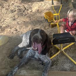 Bentley - German Shorthaired Pointer