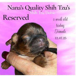 Fancy Red Velvet - Red and tan female Shih Tzu puppy in Sacramento, California from NANA’S  QUALITY SHIH TZU'S