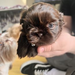 Girl 1 - Liver and white Shih Tzu puppy in Oxnard, California from California Shih Tzu