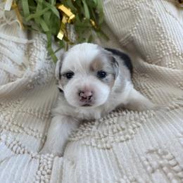 Romeo - Blue merle male Miniature American Shepherd puppy in Henrietta, New York from Morning Glory Minis