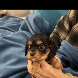 Cavalier King Charles Spaniel and Cavapoo Puppies from Texas Cavalier King Charles Spaniels Manard Enterprises