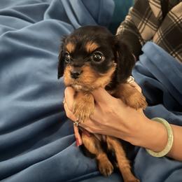 Cavalier King Charles Spaniel and Cavapoo Puppies from Texas Cavalier King Charles Spaniels Manard Enterprises