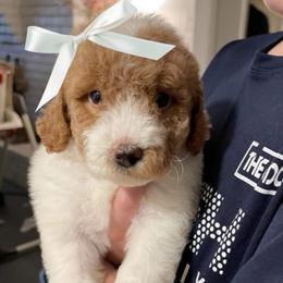Mockingbird (Our Lone Star State litter) - Parti female Goldendoodle puppy in Hopkins County, Texas from Boutique Doodles
