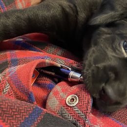 Boy 1 - Labrador Retriever puppy in Lakeville, Minnesota from Midnight Labradors
