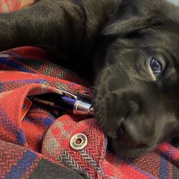 Boy 1 - Labrador Retriever puppy in Lakeville, Minnesota from Midnight Labradors