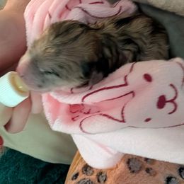 Boy No.1 'PB' - Reeses - Merle male Pomsky puppy in Norfolk, Virginia from 'Brick'House Couture Pomskies