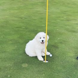 Great Pyrenees Puppies from Prospect Pyrenees