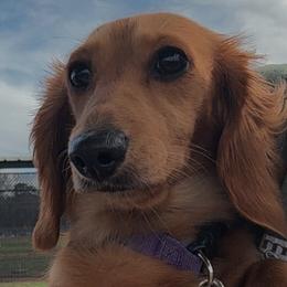 Dachshunds from Darci Wade
