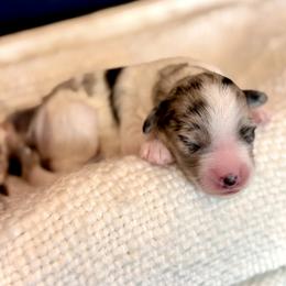 Girl 3 - Blue merle female Bernedoodle puppy in Salt Lake County, Utah from Coco Avenue Pups