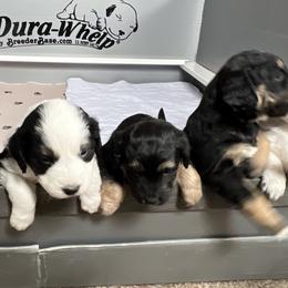 Golden Aussiedoodle and Goldendoodle Puppies from Wild Rose Tiny Poodles & Doodles