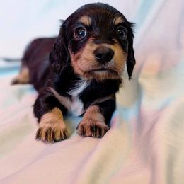 Red Male 5 - Black and tan male Dachshund puppy in Battle Ground, Washington from Ferguson's Bulldogs