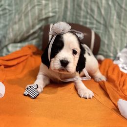 Barbara Maitland - Black white and tan female English Springer Spaniel puppy in Cookeville, Tennessee from Krossroads Kennel