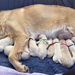 Girl 2 - Light golden female Golden Retriever puppy in Peoria, Arizona from Loposky Goldens
