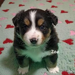 Zoe - Black tri female Miniature Australian Shepherd puppy in Waxhaw, North Carolina from Cane Creek Aussies