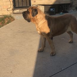 Mastiff All Grown Up from M K Mastiffs