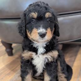 Boy 5 - Tri-color male Bernedoodle puppy in Lancaster, Minnesota from Richardville Hunde