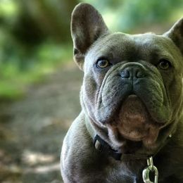 French Bulldogs from Beach Town Bullies