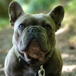 French Bulldogs from Beach Town Bullies