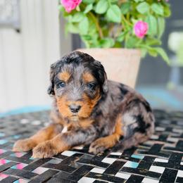Abraham - Blue merle male Bernedoodle puppy in Bowling Green, Ohio from FDF Pyredoodles & Bernedoodles