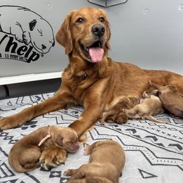 Golden Retriever Puppies from Golden Paws