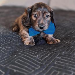 Dachshund Puppies from Diddle Bros Dachshunds