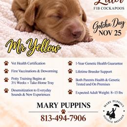 Mr Yellow - Buff and white male Cockapoo puppy in Tampa, Florida from Mary Puppins