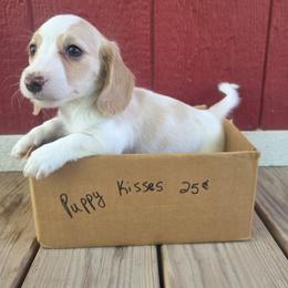 Maple - Piebald female Dachshund puppy in Grant, Michigan from Low Down Dashchuand