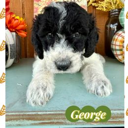 George - Parti male Goldendoodle puppy in Caddo Mills, Texas from Fire Wife Doodles