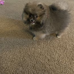 Pomeranian Puppies from Oh So Sassy Poms