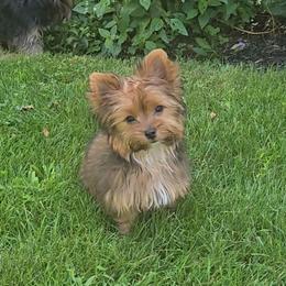 Fuzzy - Sable male Yorkshire Terrier puppy in Slate Hill, New York from Wendy's AKC Teacup and Micro Darlings Hudson Valley