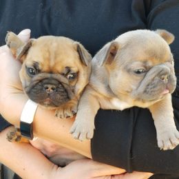 French Bulldog Puppies from Emeraldfrenchies