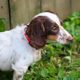Rue - Dachshund