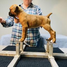 Purple - Fawn male Boxer puppy in Butler, Pennsylvania from Schaible's Boxer Huddle