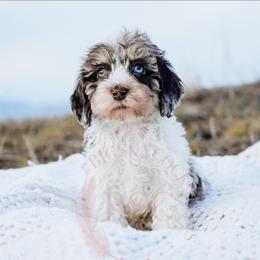 Grey collar - Merle male Cockapoo puppy in Missoula, Montana from Big Sky Cockapoos