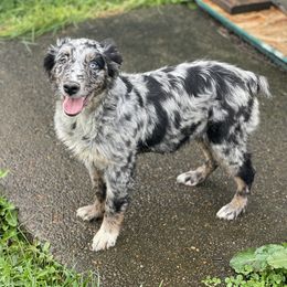 Spike - Blue merle Australian Shepherd puppy in Otis, Oregon from Heritage Hill Aussies