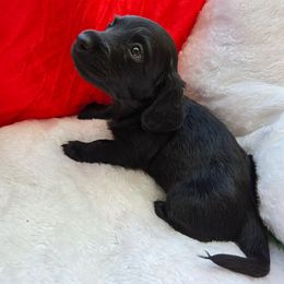 Cash - Black male Dachshund puppy in Anniston, Alabama from Mini Dachshund Loves