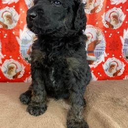 Poodle Puppies from Wonderland Kennel