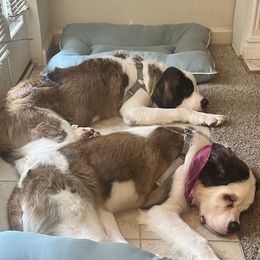 Saint Bernard puppies from Big Paw Kennels