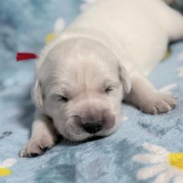 Red - Light golden female Golden Retriever puppy in Tylertown, Mississippi from Southern Paws, LLC