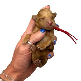 Merle Haggard - Red  male Goldendoodle puppy in Hot Springs, Arkansas from Hot Springs Kennels