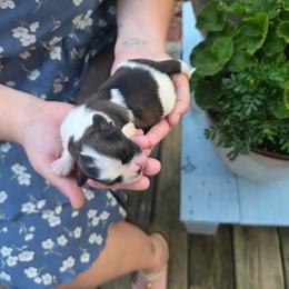 Boy3 - Brindle and white male Shihpoo puppy in Eldon, Missouri from B&B Designer Shihpoo’s