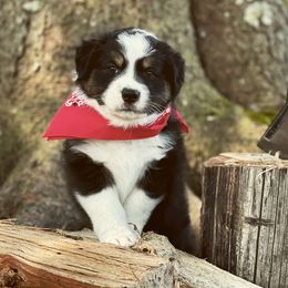 Australian Shepherd Puppies from Mountain Trail Aussies